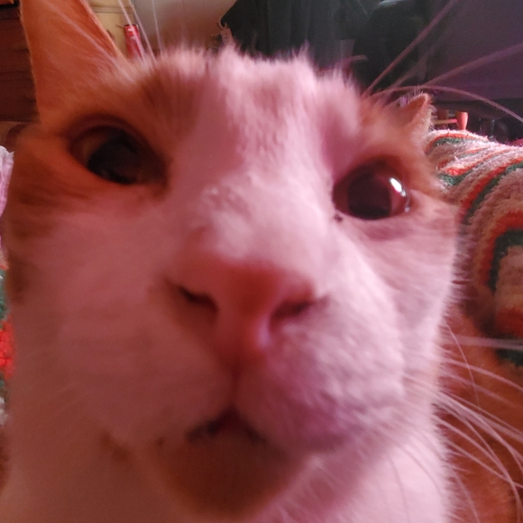 meet the posher - Picture 2 of 3